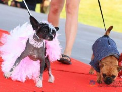 宠物经济崛起 萌宠月开销500元市场前景被看好