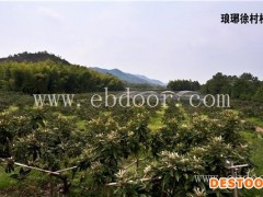 冠玉枇杷苗哪里买-冠玉枇杷苗-岗峰农场——绿色生态