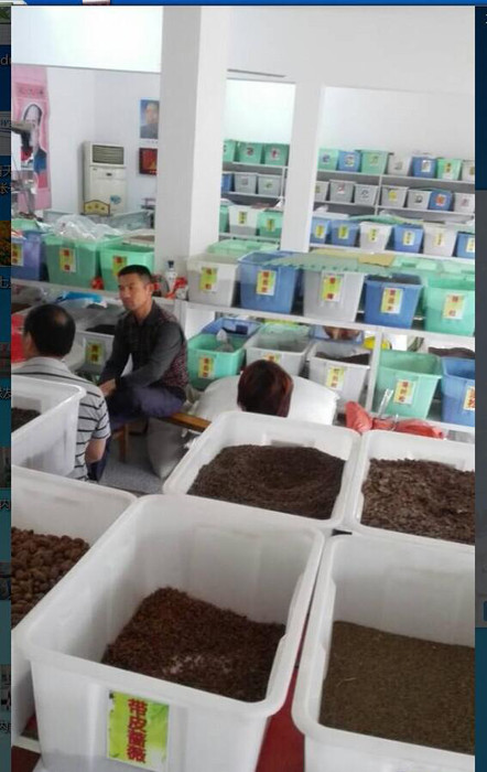 批发银杏种子，白果，银杏 开心果  开心果种子-13626141721