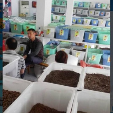 批发银杏种子，白果，银杏 开心果  开心果种子-13626141721