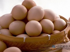 预计12月中旬前鸡蛋价格或仍以低位调整为主