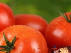 山东西红柿价格1个月跌幅达到了15.15%