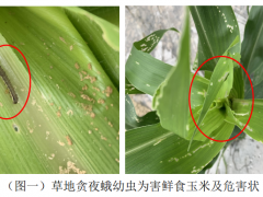 草地贪夜蛾发作静态及趋向病虫情报