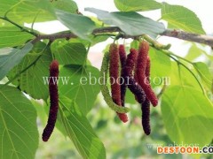 洛阳野生桑果苗-野生桑果苗出售-世超苗木(推荐商家)