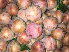 李子树苗 嫁接优选企业