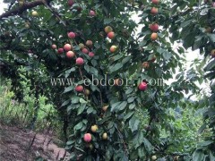 批发先锋李树苗常用解决方案