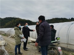 市农业农村局到祁门县指导蔬菜生产供应保障工作