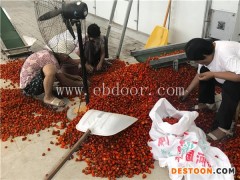 国信机械(图)-多功能全自动辣椒烘干机-辣椒烘干机