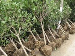 六安桂花苗--桂花苗长大后有销路吗