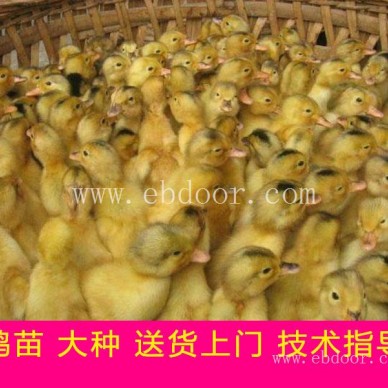 肉鸭苗供应商-肉鸭苗-信阳四强鸡鸭鹅苗全