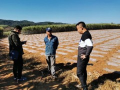 勐海县甘蔗霜冻灾祸状况、灾祸级别断定规范及应对措施