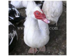 脱温番鸭苗价格多少钱一只量大从优