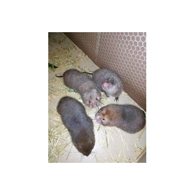 [供]竹鼠苗300一对，一公一母