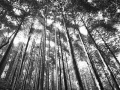 湖南成功选育6个木兰科新品种