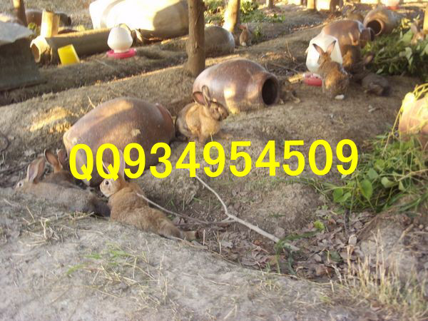 宝鸡特种养殖动物有哪些销售