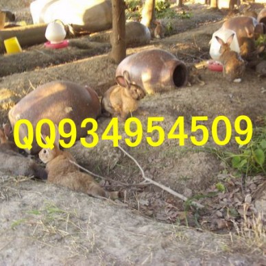 安康特种养殖动物有哪些销售