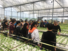 新罗区举行2019年基层农技推行体系革新与树立补助项目蔬菜高产栽培示范基地观摩培训