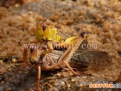 人工蚂蚱养殖技术-蚂蚱养殖技术-山东大昆农业