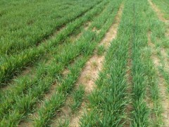 合适华北地域种植的冬小麦优秀种类有哪些