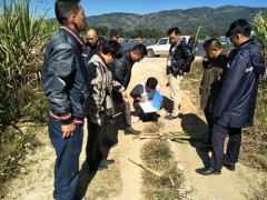 勐海县甘蔗发作霜冻危害