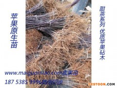 1公分蛇果12月苹果苗价格