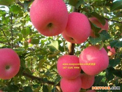 2016年12月蛇果苹果苗销售基地