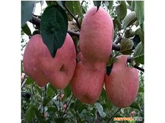 山东栽种超红苹果树，美国蛇果苹果树红露苹果树烟富8号