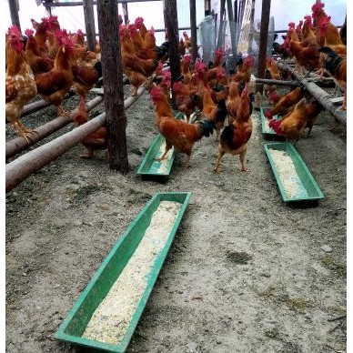 [供]现在急出售土鸡500只，需要土鸡者抓紧与我联系