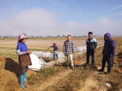 水稻根结线虫病调查及防治