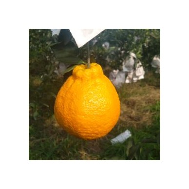 [供]供应脐橙,自家果果，欢迎各位老板采购！