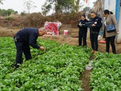 钟山扎实做好春节时期农产质量量安全监管义务_贺州晋中市农业农村局网站