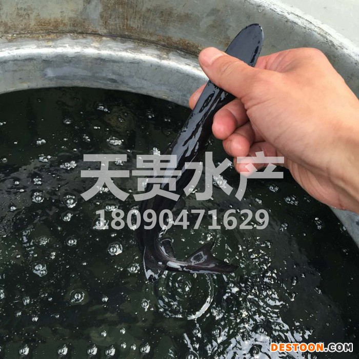 供应鸭嘴鱼苗价格批发美国鸭嘴鱼苗匙吻鲟鱼苗天贵水产