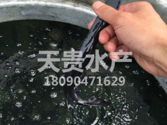 供应鸭嘴鱼苗价格批发美国鸭嘴鱼苗匙吻鲟鱼苗天贵水产