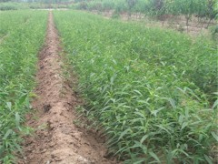 绿荫  樱桃苗_山东樱桃苗_樱桃苗基地_樱桃苗批发_樱桃苗价格 樱桃苗种植技术