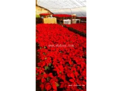 温室育苗加温-潍坊牧田温控-息烽育苗加温