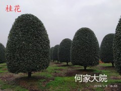 咸宁市桂花镇专供桂花苗木，桂花树苗