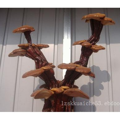 灵芝切片供应|出售淄博口碑好的灵芝