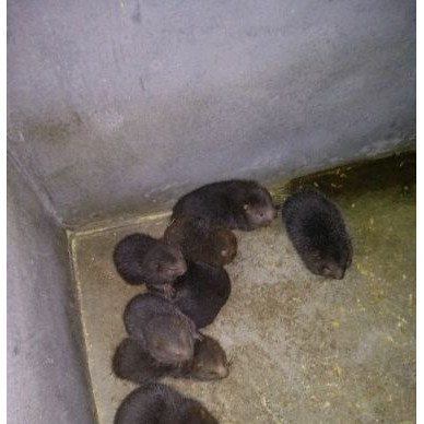 [供]竹鼠苗，竹鼠商品出售