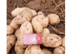 [供]供应土豆,颜色好，形状好，红沙土地