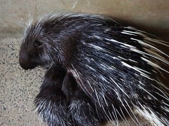 六安豪猪养殖哪家好