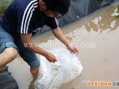 垫江青蛙养殖-张勇水产种苗培育-养殖青蛙技术