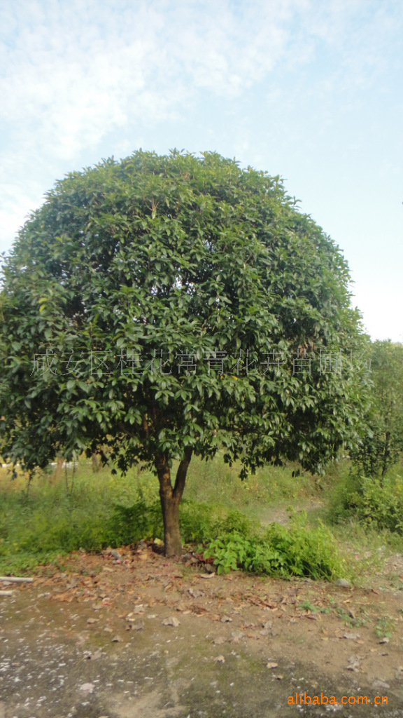 现货供应精品桂花，桂花树，桂花苗木，包办手续