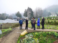 疫情时期，强化监管确保“菜篮子”产质量量安全