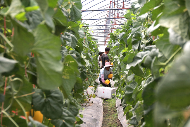 甜蜜产业助脱贫.jpg 甜蜜产业助脱贫.jpg