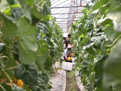 甜蜜产业助脱贫