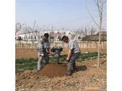 汽油挖坑机视频   种树用挖洞机价格   采购挖坑机低价