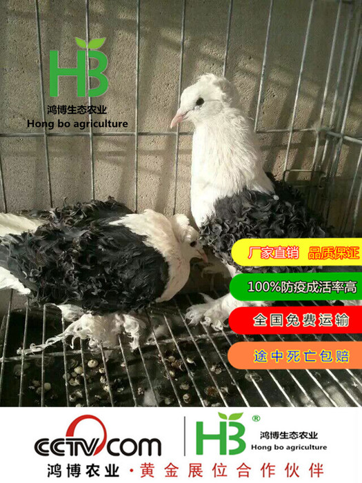 鸽子苗 作种 元宝鸽 两头乌鸽子