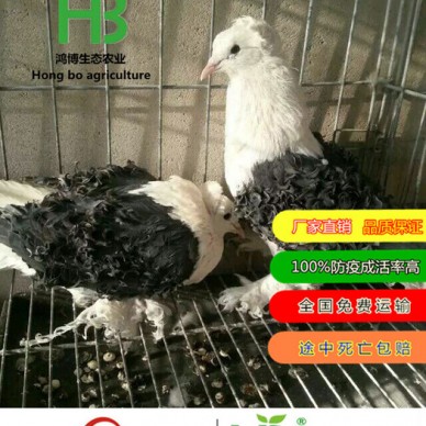 鸽子苗 作种 元宝鸽 两头乌鸽子