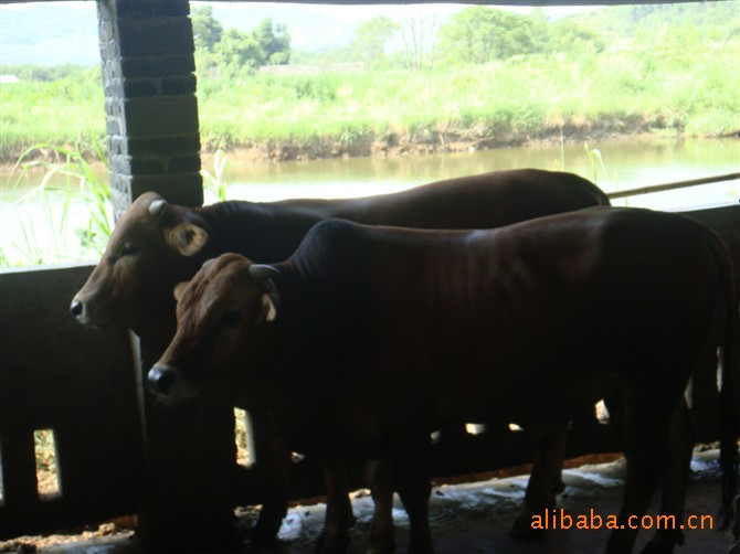 杂交牛,优质杂交牛,杂交牛的养殖技术