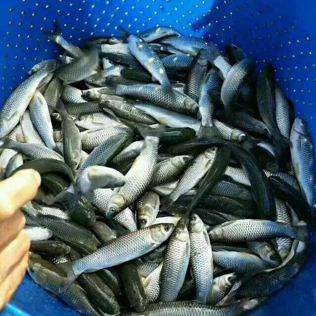 广振宇渔业 出售优质 草鱼鱼苗 白鲢 叉尾鱼 鲳鱼 大头鱼 各类鱼苗..